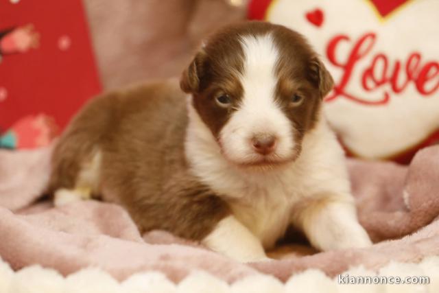 chiot berger australien disponible 