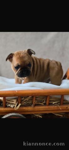 je donne chiot bouledogue français 