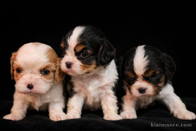 adoption chiot cavalier king charle 