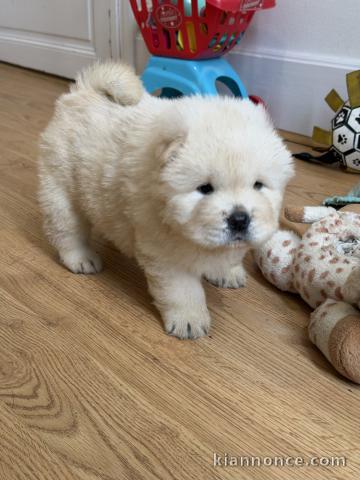 magnifique chiot chow chow disponible 