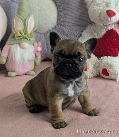 chiot bouledogue français à donner 