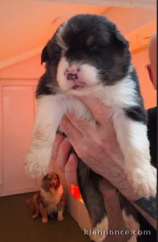 chiot berger allemand disponible pour adoption 
