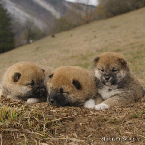 chiot type Shiba inu a donner 