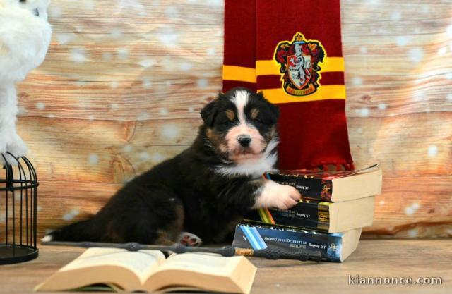 chiot berger australien disponible 