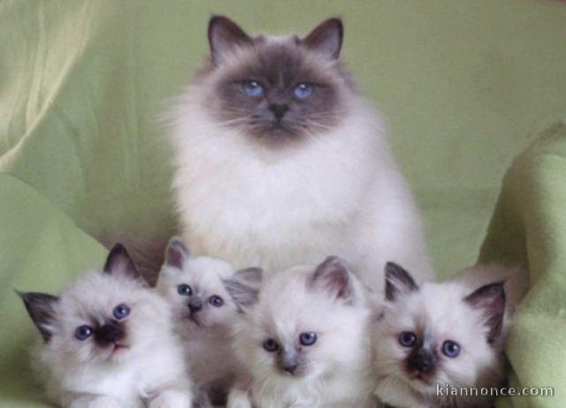 Magnifique 😻 chatons 🐱 à donner 