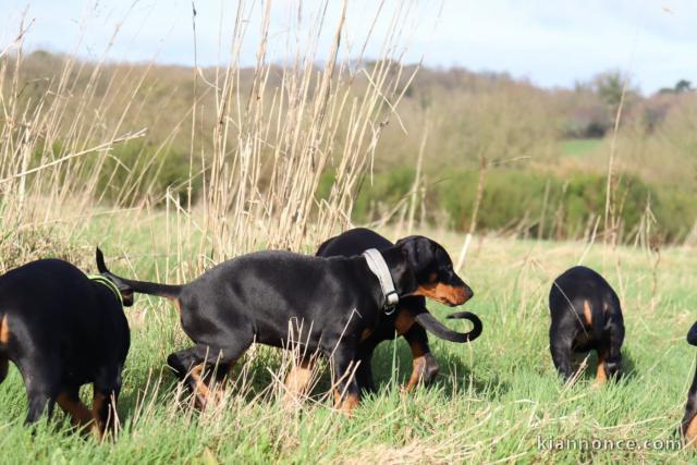 Dons Doberman disponible 