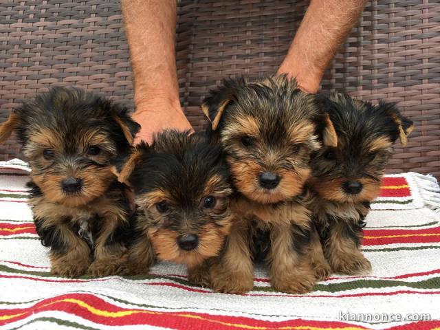 dons chiot Yorkshire terrier disponible 