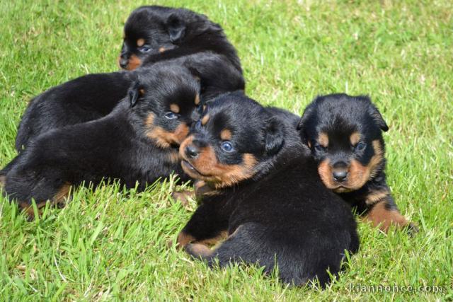 Dons chiot rottweiler disponible 