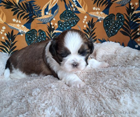 Chiot Shih Tzu a donner 