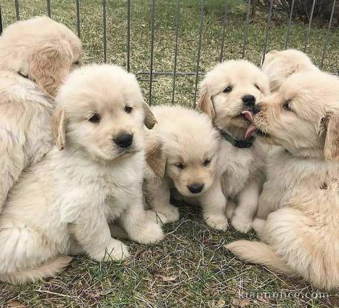 Chiots 🐶 golden retriever à donner 