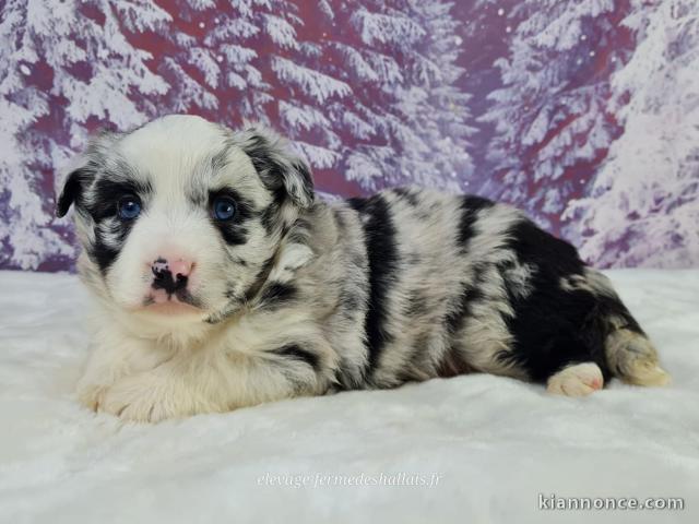 bébé chiot berger australien disponible 
