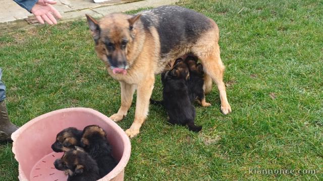 à donner chiot berger allemand 