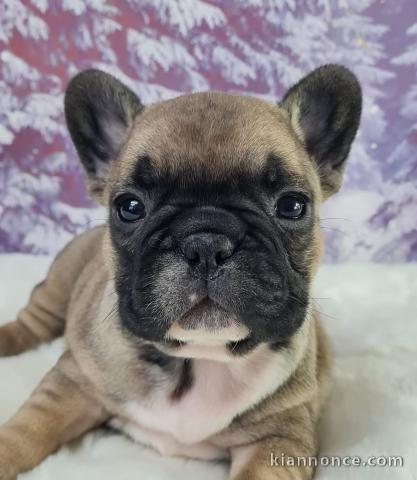 bouledogue français disponible 
