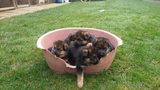 adoption chiot type berger allemand 