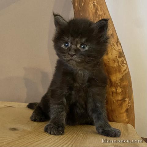 magnifique chaton maine coon disponible 