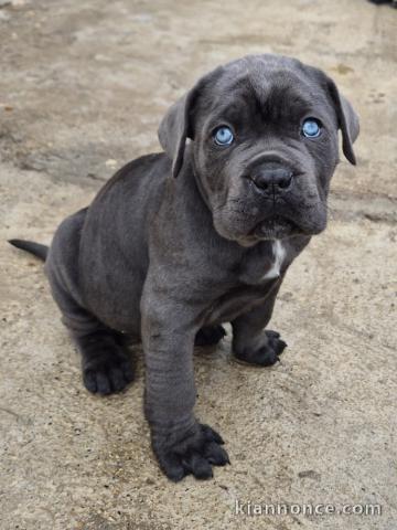 chiot Cane Corso a donner contre bon soin 