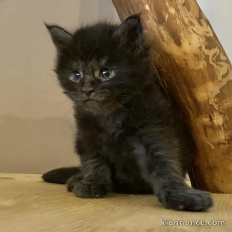 chaton maine coon disponible pour adoption 