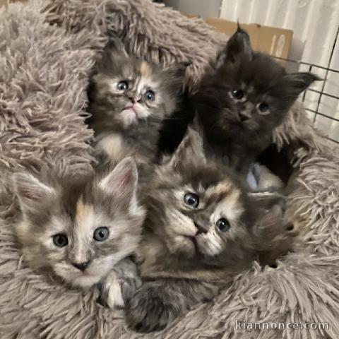 adoption chaton maine coon mâle et femelle 