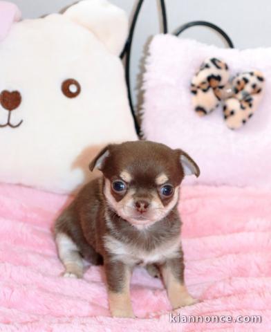 Je donne chiot chihuahua disponible 
