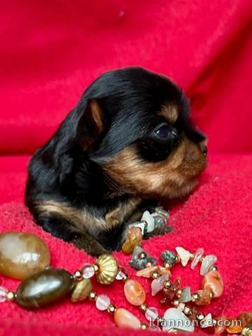 Je donne chiot Yorkshire terrier femelle 