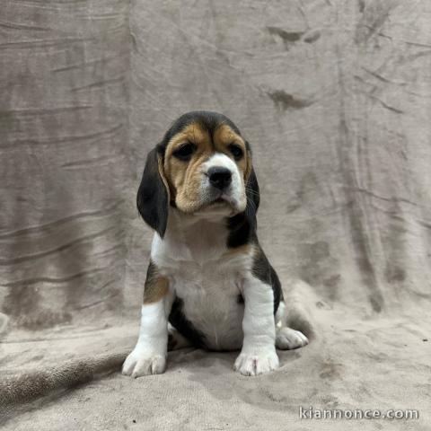 je donne chiot beagle disponible 