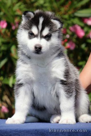je donne chiot husky sibérien adorable 