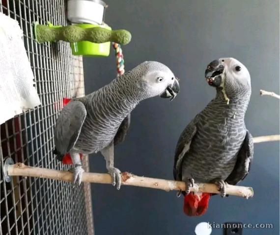 deux perroquet gris du Gabon pour adoption 