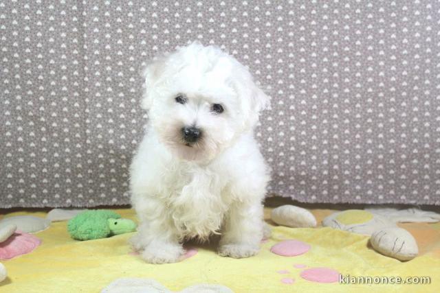 chiot bichon frisé femelle a donner 