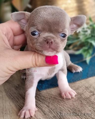 chiot chihuahua femelle a donner 