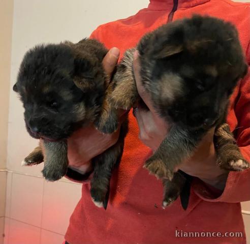 berger allemand disponible pour adoption 