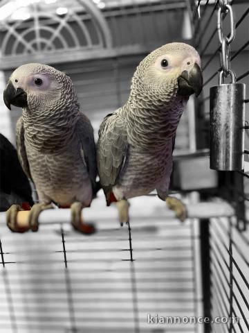 deux perroquet gris du Gabon pour adoption 