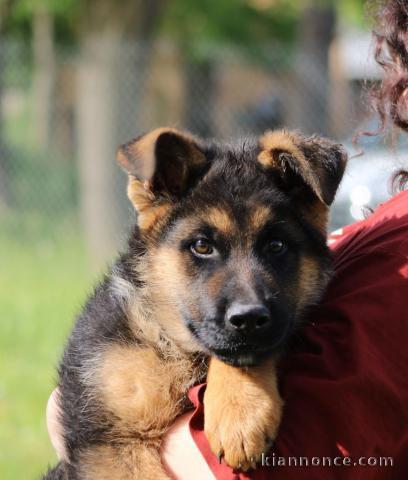 bébé chiot berger allemand disponible 