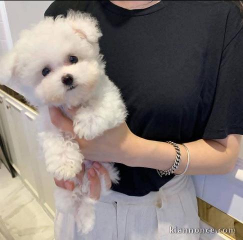 je donne chiot bichon maltais mâle 
