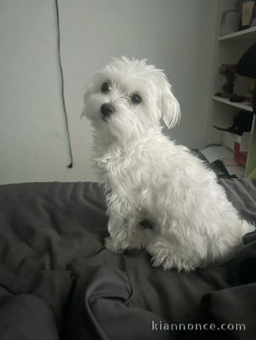 je donne chiot bichon frisé femelle 