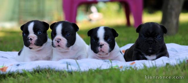 chiot bouledogue français à donner 