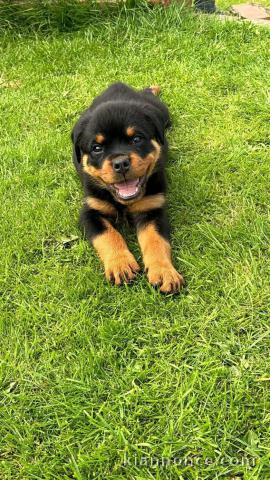 je donne chiot rottweiler disponible 