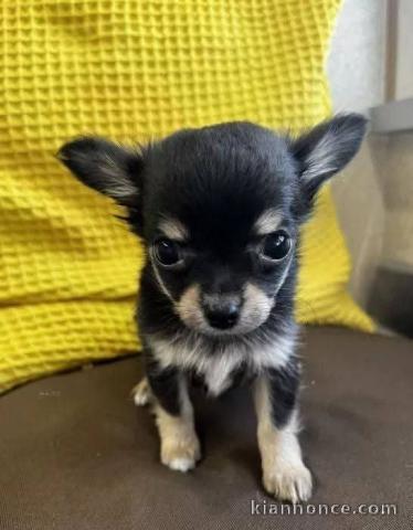je donne chiot type chihuahua mâle 