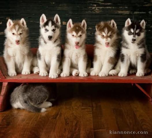 chiot husky sibérien adorable 