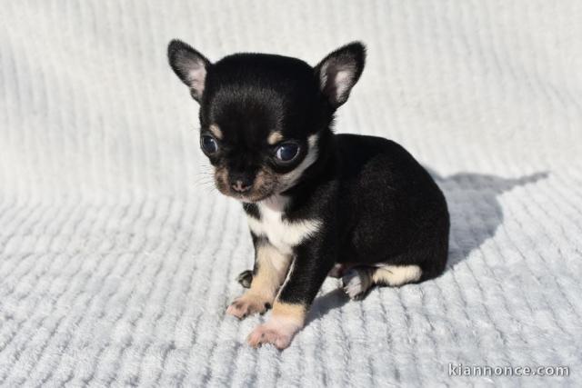 chiot chihuahua femelle a donner 