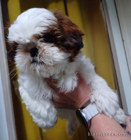 chiot Shih Tzu pour adoption 