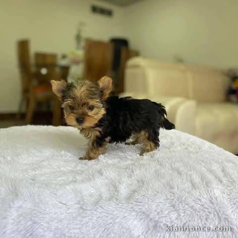 chiot Yorkshire terrier femelle a donner 