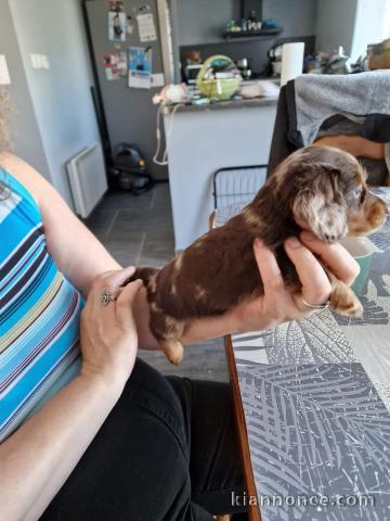 chiot teckel a donner 