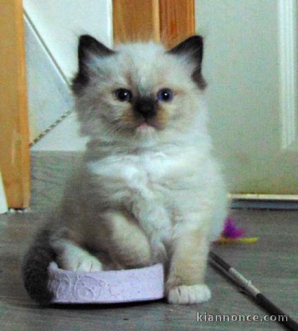 Chaton ragdoll femelle a donner 