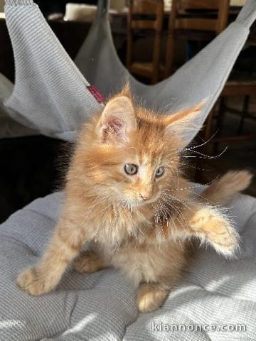 bébé chaton maine coon mâle a donner 