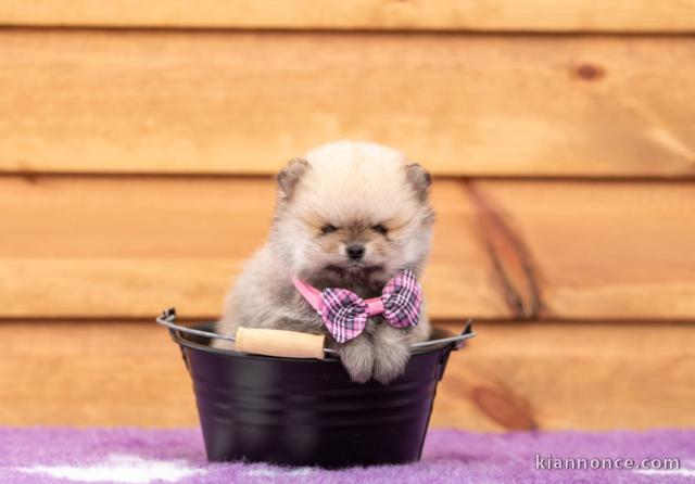 je donne chiot spitz allemand 