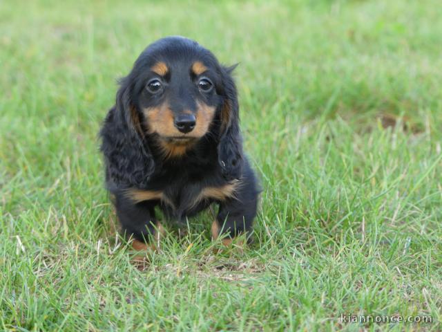 je donne chiot teckel pour compagnie 
