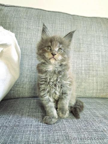chaton maine coon pour compagnie 