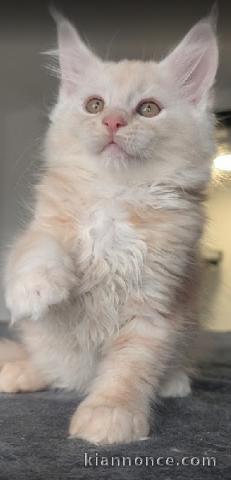 chaton maine coon disponible 
