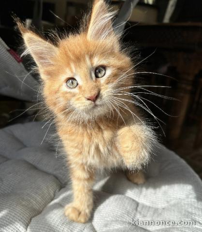 deux chatons maine coon disponible pour adoption 