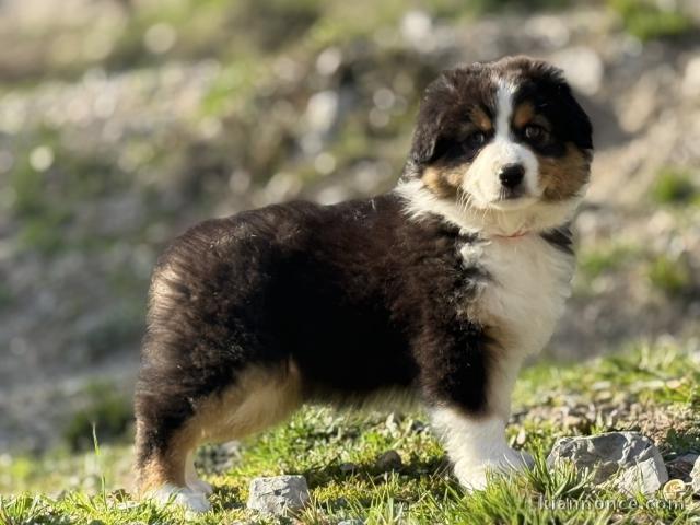 chiot berger australien disponible 